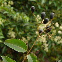 Ligustrum robustum (Roxb.) Blume